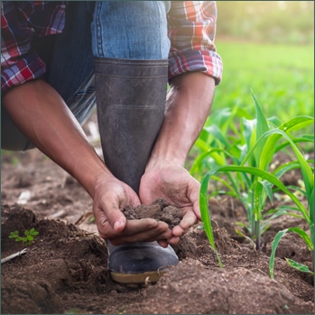 Farm Laborers Farm Labor