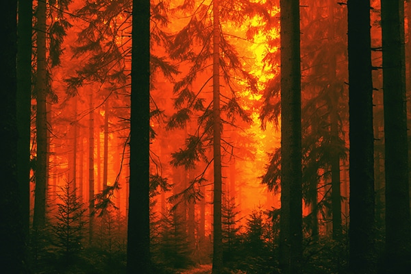 Dixie Wildfire Lawyers - McNicholas & McNicholas, LLP